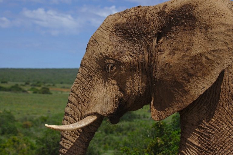 Addo Elephant National Park