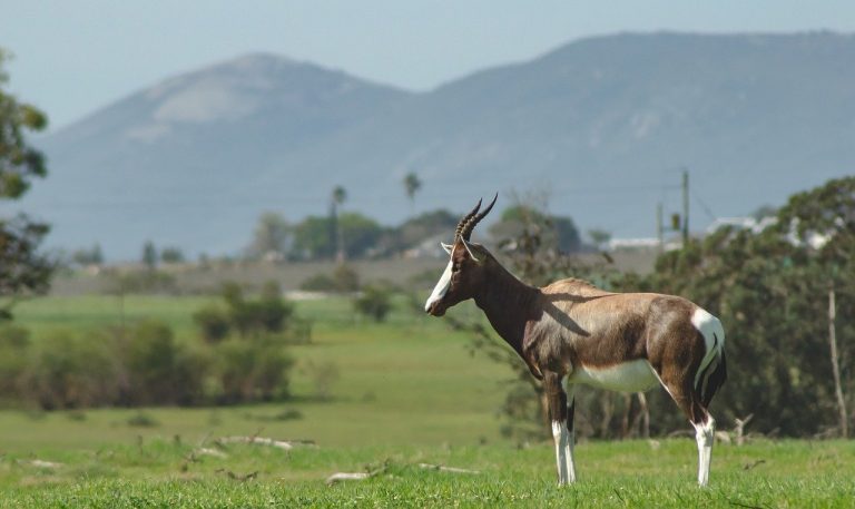 Bontebok National Park