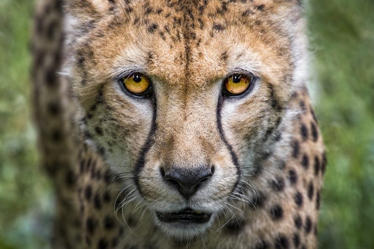 Kgalagadi Transfrontier Park