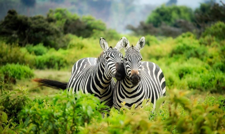 Maasai Mara National Reserve