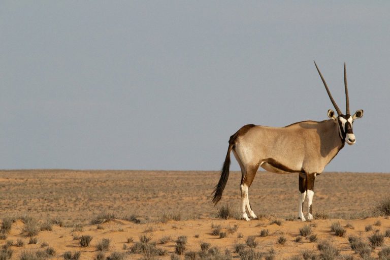 Karoo National Park