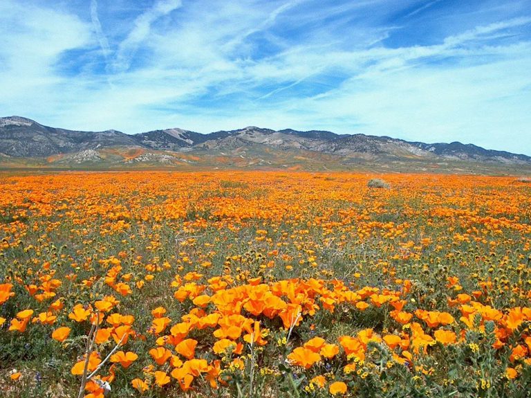 Namaqua National Park