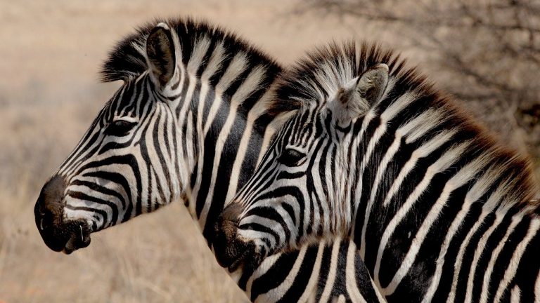 Mountain Zebra National Park