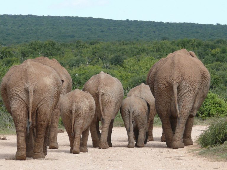 Chobe National Park