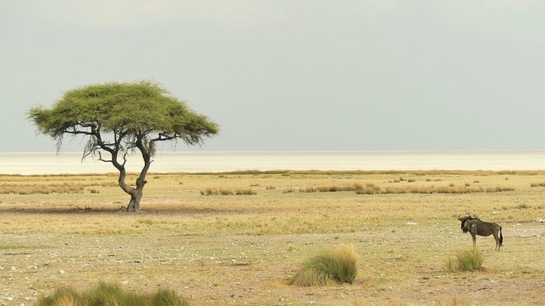 Etosha National Park